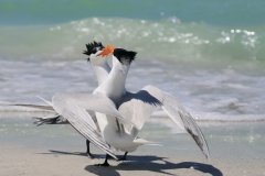 Open_Christine-Unwin_Royal-Terns-Mating-Dance._19