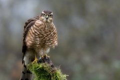 Open_Dan-Willis_Eurasian-Sparrowhawk-Accipiter-Nisus_20