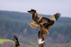 Open_Dan-Willis_A-Column-Of-Kites_18