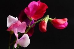 Open_Stephen-Giblin_Sweet-Peas_19