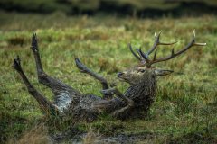 Stuart-Willis_Red-Deer-My-Spar-Day-Wallowing-In-Mud_10