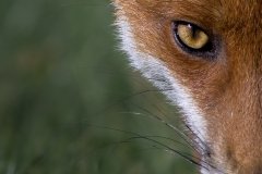 Open_Dan-Willis_Red-Fox-Vulpes-Vulpes_20