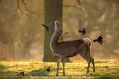 Open_Dan-Willis_The-Doe-And-The-Jackdaws_20