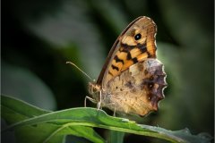 Charlie-Saycell_Speckeled-Wood_19