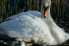 Christine-Unwin_Swan-With-Cygnet._17