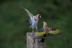 Stuart-Willis_Goldfinch-Your-Post-Is-Over-There_19