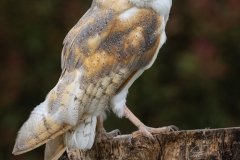 Open_Arthur-Patchett_Barn-Owl_19