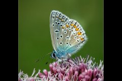 Charlie-Saycell_Common-Blue_19