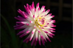 Charlie-Saycell_Early-Morning-Light-On-Dahlia_19