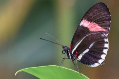 Dan-Willis_Large-Postman-Heliconius-Melpomene_18