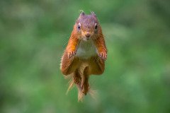 Stuart-Willis_Red-Squirrel_19